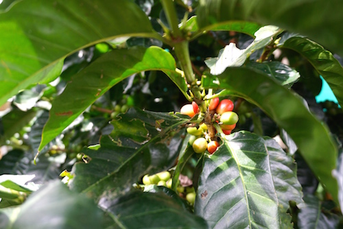 Fruit du caféier de couleur rouge ou jaune