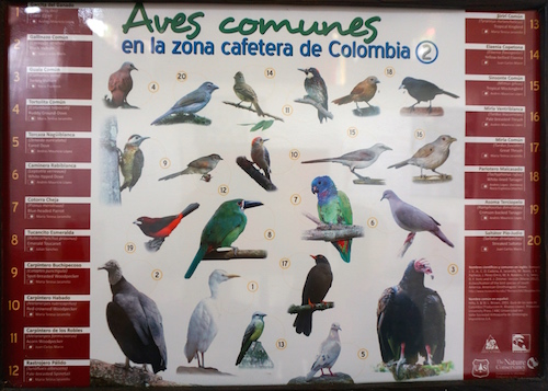 Les oiseaux que l'on trouve dans les champs de café en Colombie